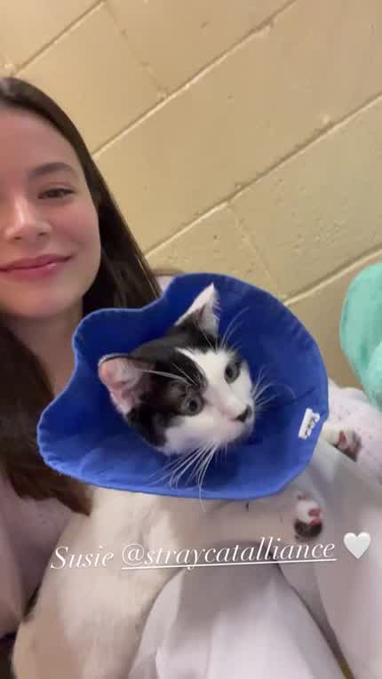 Fostering a kitty 6/9/2023