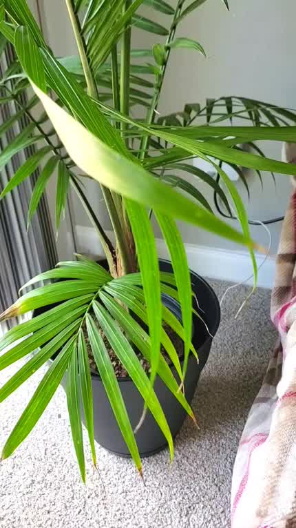 Showing you my homegrown.. Plant ;)