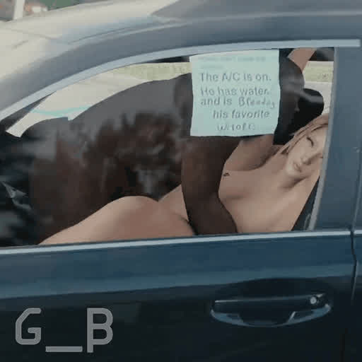 BBC Breeding in a Car.
