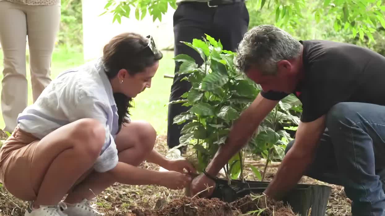 Planting trees